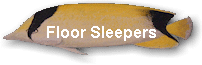 Floor Sleepers