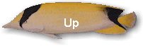 Up